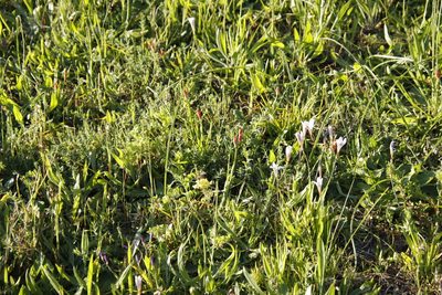 Baeometra uniflora, photographed by Tony Rebelo