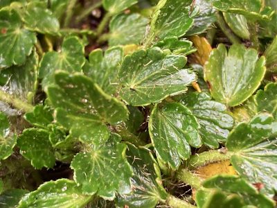 Azorella crenata, photographed by Fabien Anthelme