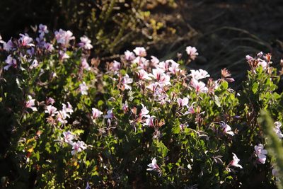 Pelargonium betulinum, photographed by Tony Rebelo