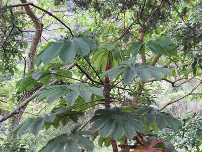 Cecropia glaziovii, photographed by Victor Farjalla Pontes