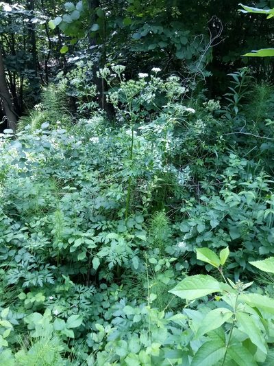 Pleurospermum austriacum, photographed by Vladimír Fuka