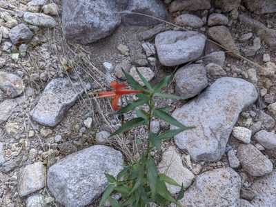 Anisacanthus thurberi, photographed by Sean Krieg
