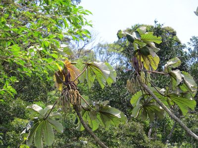 Cecropia glaziovii, photographed by Victor Farjalla Pontes