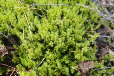 Niphotrichum canescens, photographed by Quinten Wiegersma