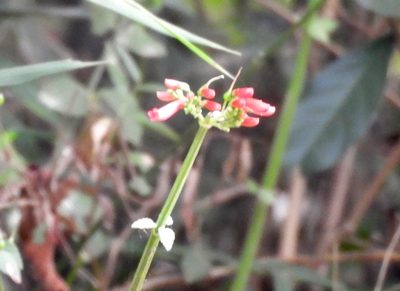 Russelia tenuis, photographed by Francisco Farriols Sarabia