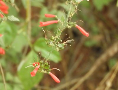 Russelia tenuis, photographed by Francisco Farriols Sarabia