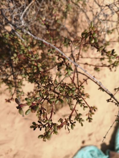 Suaeda vermiculata, photographed by Norrland