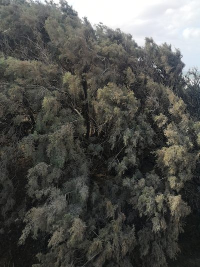 Tamarix canariensis, photographed by Norrland