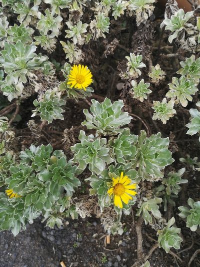Asteriscus sericeus, photographed by Norrland
