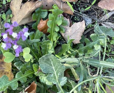 Limonium sinuatum, photographed by lazarus