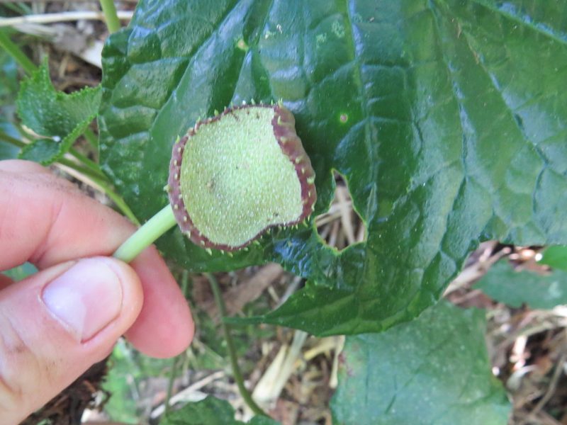 Dorstenia arifolia, photographed by Victor Farjalla Pontes