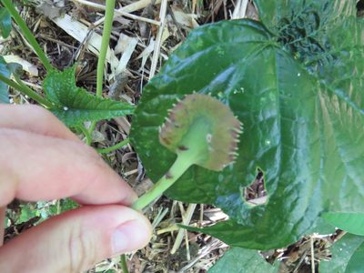Dorstenia arifolia, photographed by Victor Farjalla Pontes