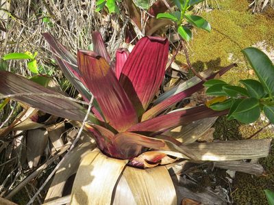 Alcantarea imperialis, photographed by Victor Farjalla Pontes
