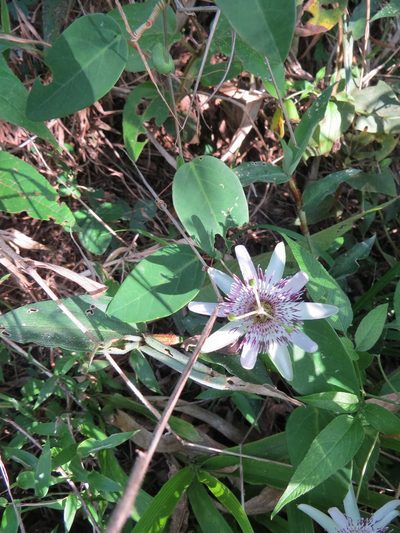Passiflora miersii, photographed by Victor Farjalla Pontes