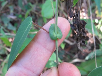 Passiflora miersii, photographed by Victor Farjalla Pontes