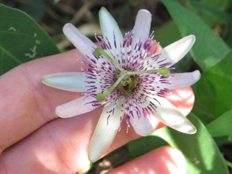 Passiflora miersii, photographed by Victor Farjalla Pontes