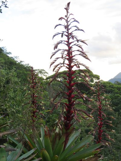 Alcantarea imperialis, photographed by Victor Farjalla Pontes