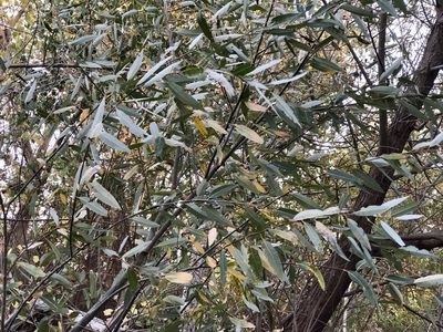Salix lasiolepis, photographed by nmoorhatch