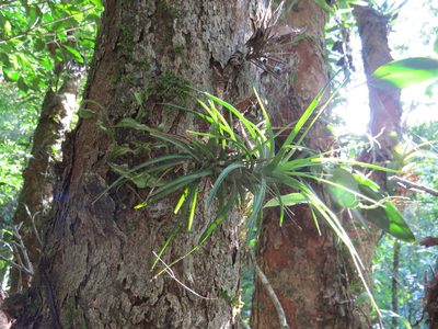 Tillandsia tenuifolia, photographed by Victor Farjalla Pontes