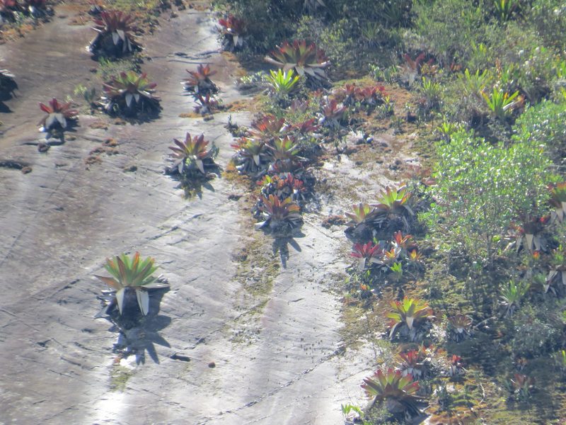 Alcantarea imperialis, photographed by Victor Farjalla Pontes