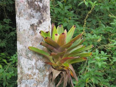 Vriesea bituminosa, photographed by Victor Farjalla Pontes