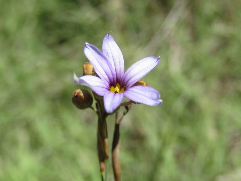 Sisyrinchium platense, photographed by Candela Castro