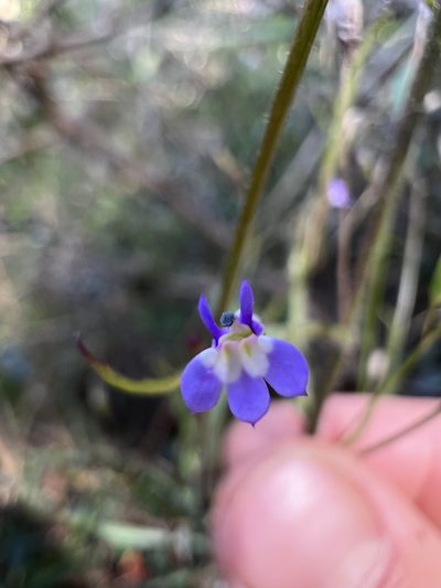 Diastatea micrantha, photographed by Nicolás Baresch Uribe