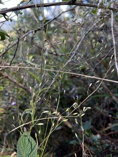 Diastatea micrantha, photographed by Nicolás Baresch Uribe