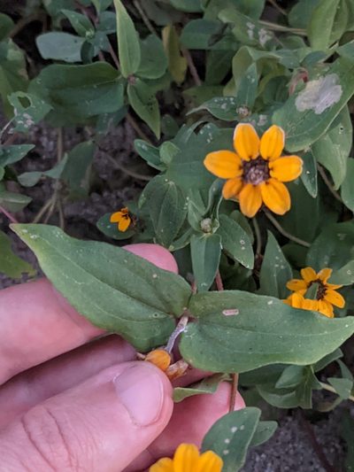 Zinnia maritima, photographed by Eric Knight