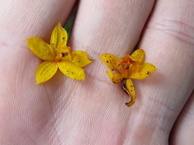 Epidendrum xanthinum, photographed by Victor Farjalla Pontes