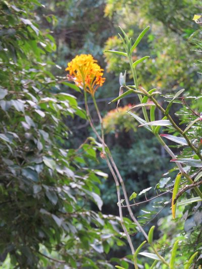 Epidendrum xanthinum, photographed by Victor Farjalla Pontes