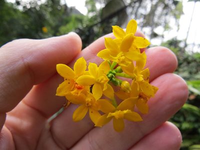 Epidendrum xanthinum, photographed by Victor Farjalla Pontes
