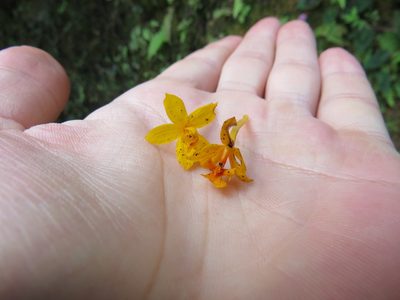 Epidendrum xanthinum, photographed by Victor Farjalla Pontes