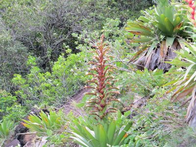 Alcantarea imperialis, photographed by Victor Farjalla Pontes