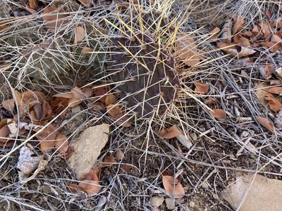Opuntia tortispina, photographed by Caleb Catto