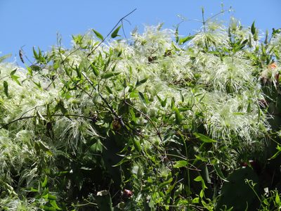 Clematis campestris, photographed by Candela Castro