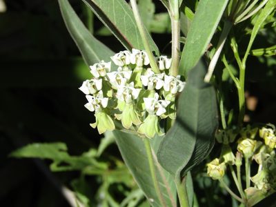 Asclepias mellodora, photographed by Candela Castro