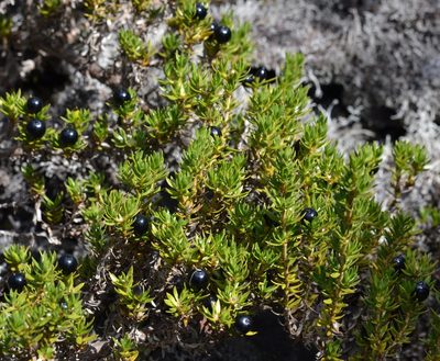 Coprosma ernodeoides, photographed by kbkash
