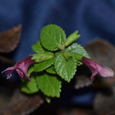 Stenogyne calaminthoides, photographed by kbkash