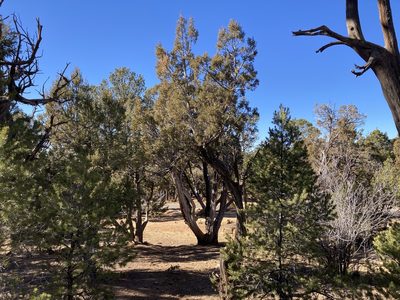 Juniperus osteosperma, photographed by Caleb Catto