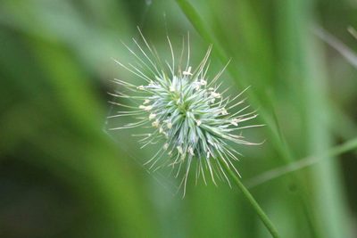 Echinopogon ovatus, photographed by Christopher Brandis