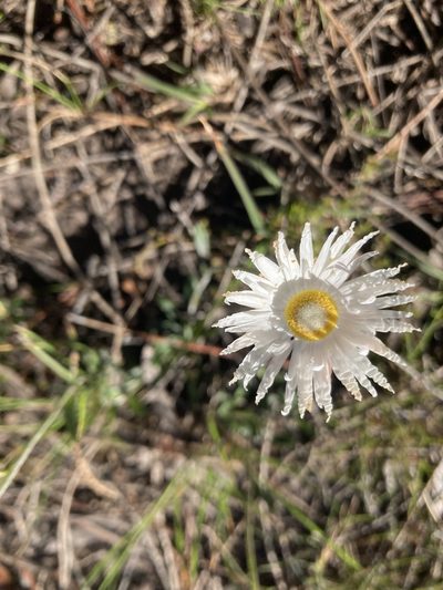 Argentipallium dealbatum, photographed by krumpianking