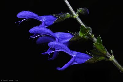 Salvia guaranitica, photographed by Tomás Carranza Perales