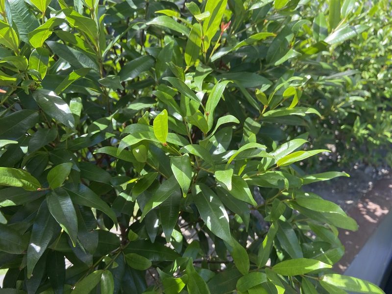 Syzygium myrtifolium, photographed by Forest Botial-Jarvis