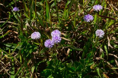 Adenoon indicum