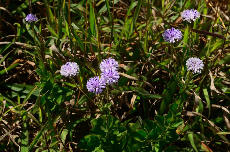 Adenoon indicum, photographed by Chandu Bandi