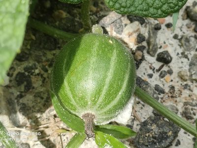 Trichosanthes scabra, photographed by Ong Jyh Seng