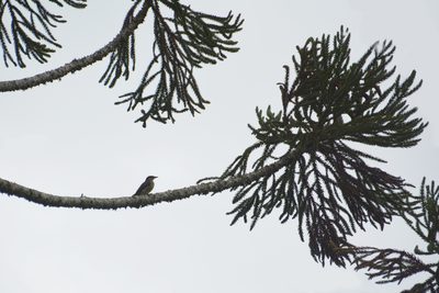 Araucaria angustifolia, photographed by Tomás Carranza Perales