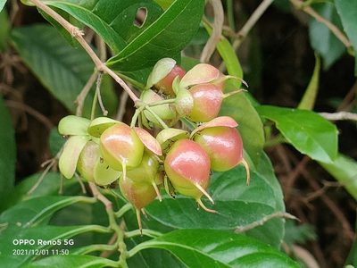 Tetracera indica, photographed by Ong Jyh Seng