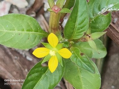 Ludwigia hyssopifolia, photographed by Ong Jyh Seng